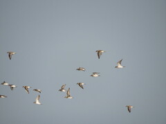 Charadrius alexandrinus