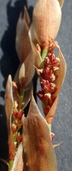 Elegia filacea