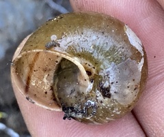 Helminthoglypta