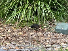 Alectura lathami lathami