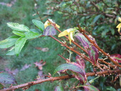 Forsythia × intermedia