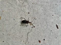 Leptoglossus occidentalis