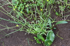 Ranunculus pedatifidus affinis