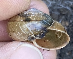 Helminthoglypta