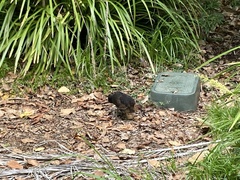 Alectura lathami lathami