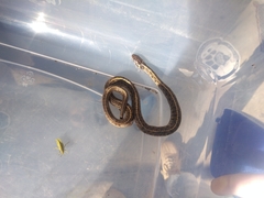 Thamnophis scaliger