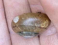 Helminthoglypta