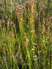 Elegia filacea
