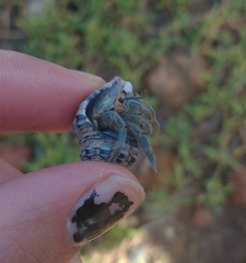Coenobita compressus
