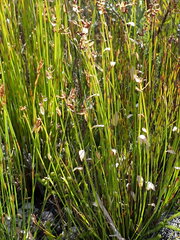 Elegia filacea