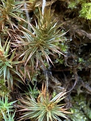Polytrichum