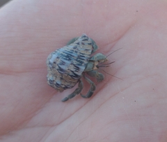 Coenobita compressus