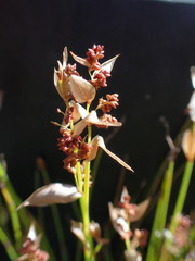 Elegia filacea