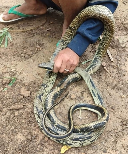 Yunnan Beauty Snake