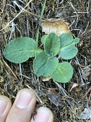 Micranthes californica