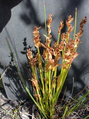 Elegia filacea