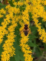 Helophilus eristaloidea