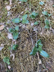 Micranthes californica