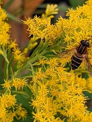 Helophilus eristaloidea