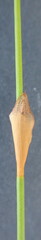 Elegia filacea