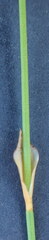 Elegia filacea