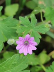 Geranium rotundifolium