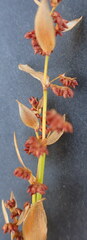Elegia filacea