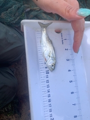 Lernaeenicus radiatus