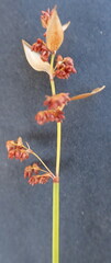 Elegia filacea