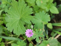 Geranium rotundifolium