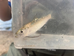 Alosa pseudoharengus