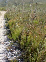 Elegia filacea