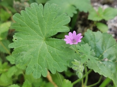 Geranium rotundifolium
