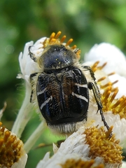 Trichiotinus assimilis