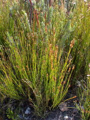 Elegia filacea