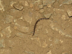 Arthrorhabdus pygmaeus