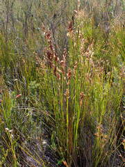 Elegia filacea