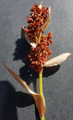 Elegia filacea