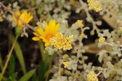Helichrysum patulum