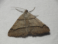 Digrammia continuata