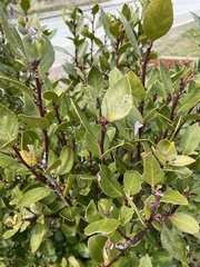 Maytenus magellanica