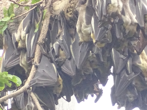Straw-coloured Fruit Bat