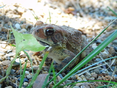 Anaxyrus americanus charlesmithi