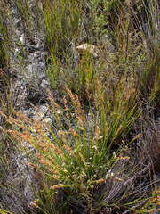 Elegia filacea