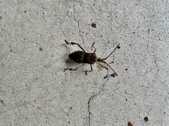 Leptoglossus occidentalis