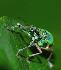 Naupactus