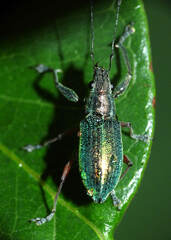 Naupactus