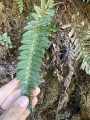 Polystichum