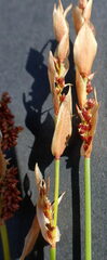 Elegia filacea