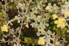 Helichrysum patulum